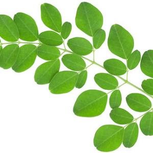 Drumstick Leaves (bunch)