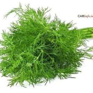 Suva Dill - (Bunch)